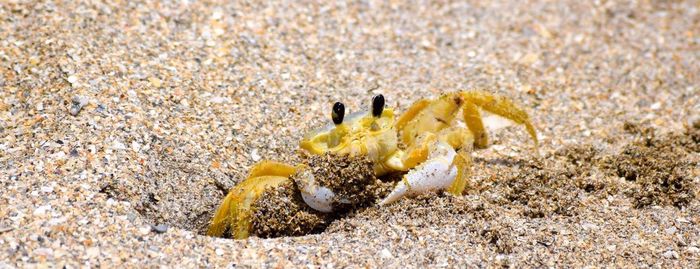 Close-up of crab on sand at beach