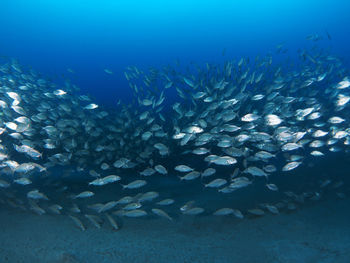 Fish swimming in sea