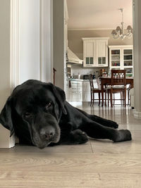 Dog relaxing on hardwood floor at home