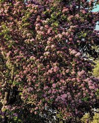 Pink flowers growing on tree