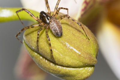 Close-up of insect on leaf