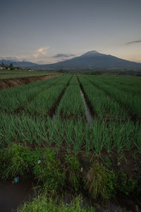 Scenic view of agricultural field against sky