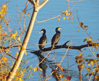 Cormorants perching on wood in lake