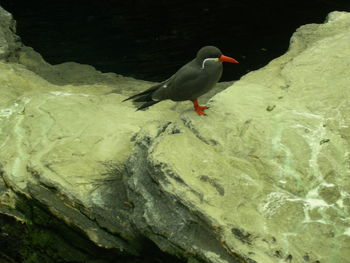 Bird perching on water