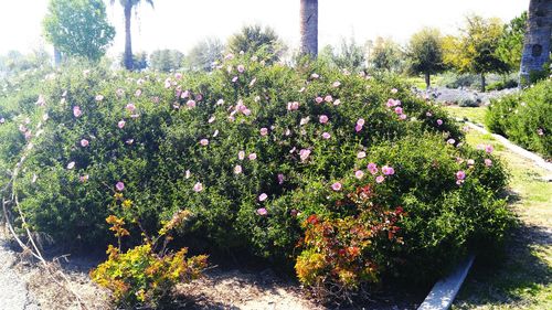 Pink flowers growing on tree