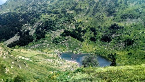 High angle view of lush foliage in forest