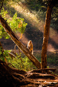 Monkey in a forest