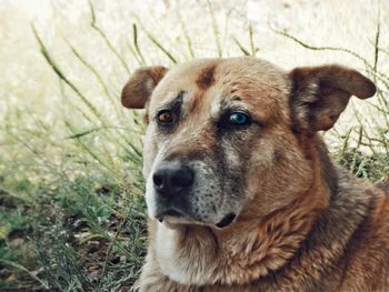 Close-up portrait of dog