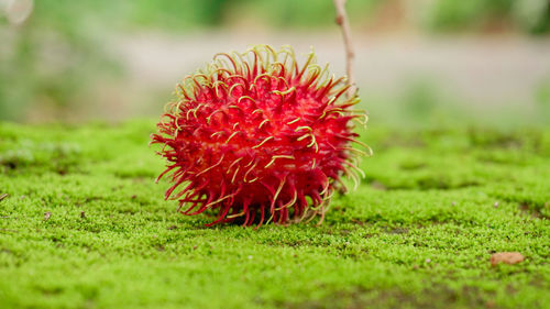 Close-up of red flower on field