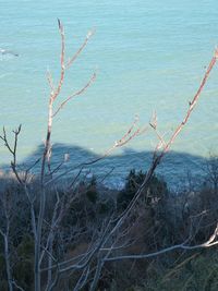 High angle view of trees on beach