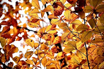 Close-up of maple leaves on tree