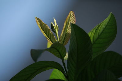 Close-up of fresh green leaves against sky