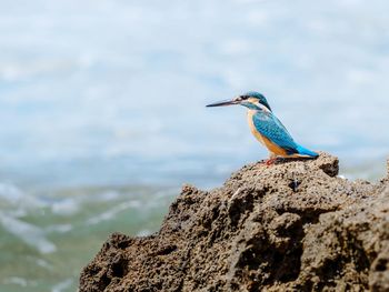 King fisher bird perching on rock