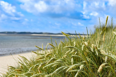 Close-up of grass on beach against sky