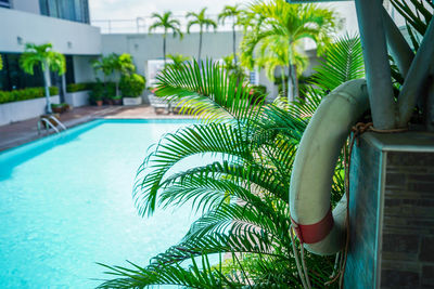 Reflection of palm trees in swimming pool