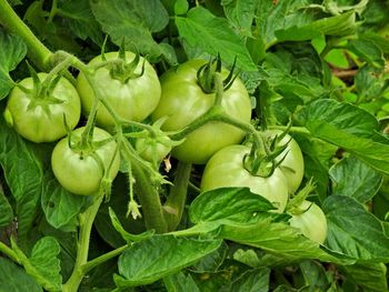 Close-up of fresh green plant