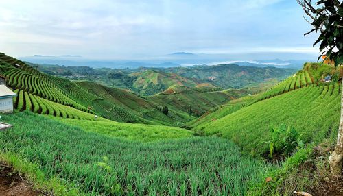 Scenic view of agricultural field against sky