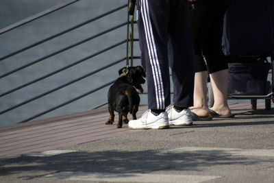 Low section of people walking with dog on city street