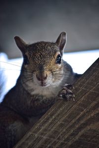 Portrait of squirrel on wooden plank