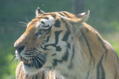 Close-up of a tiger