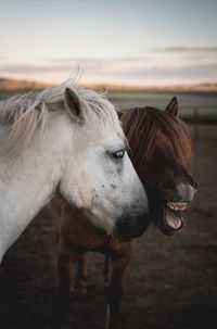 Horse standing in ranch