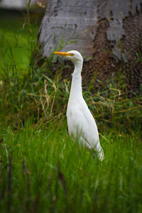 White duck in a field