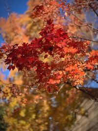 Low angle view of autumnal tree against blurred background