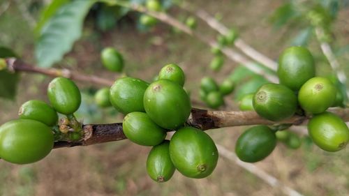 Close-up of tomatoes growing on tree