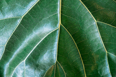 Full frame shot of leaf