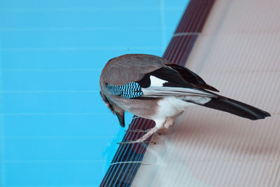 Low angle view of bird perching on cage