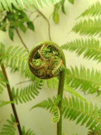 Close-up of fern on tree