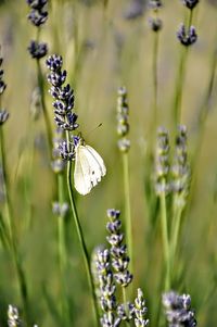 Close-up of butterfly pollinating on flower