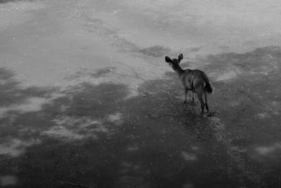 Sheep in water