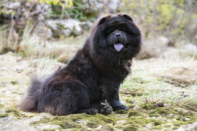 Portrait of dog on field