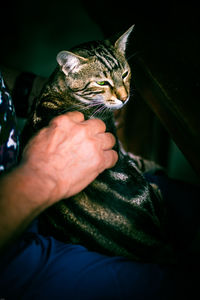 Close-up of hand holding cat
