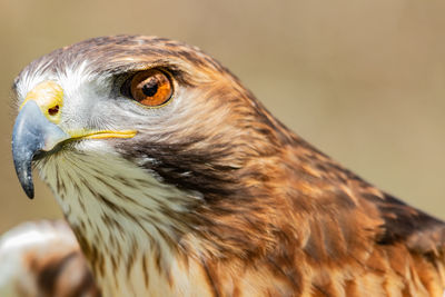 Close-up of hawk