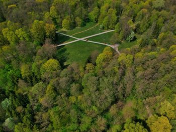 High angle view of trees and plants in forest