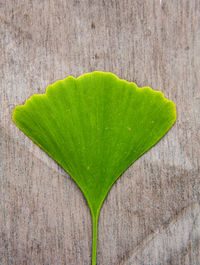 Close-up of green leaves