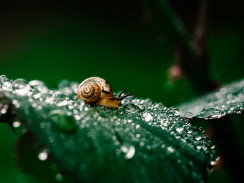 Close-up of snail on a leaf