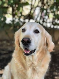 Close-up portrait of dog sticking out tongue outdoors