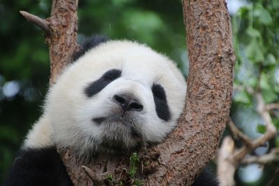 Panda is an animal originating from china. this animal usually eats bamboo or its leaves