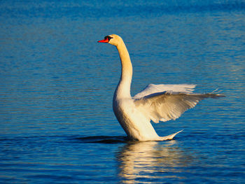 Bird flying over lake