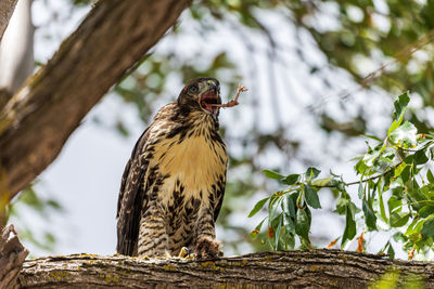 Low angle view of bird perching on tree