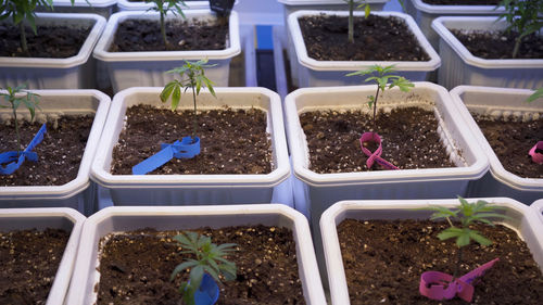 High angle view of potted plants