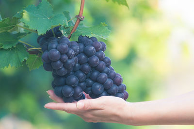 Close-up of hand touching grapes growing at vineyard