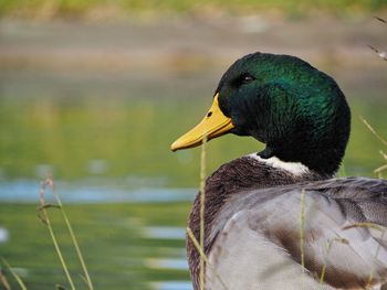 Close-up of a duck