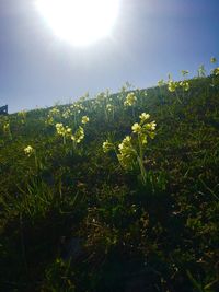 Flowering plants and leaves on field against sky on sunny day