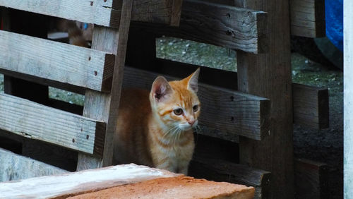 Portrait of cat on wood