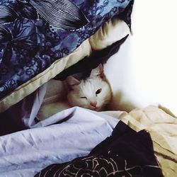 Close-up of cat relaxing on bed