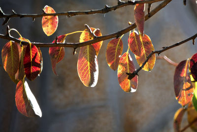 Close-up of fruits on tree